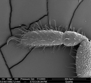 Media type: image;   Invertebrate Zoology 134640